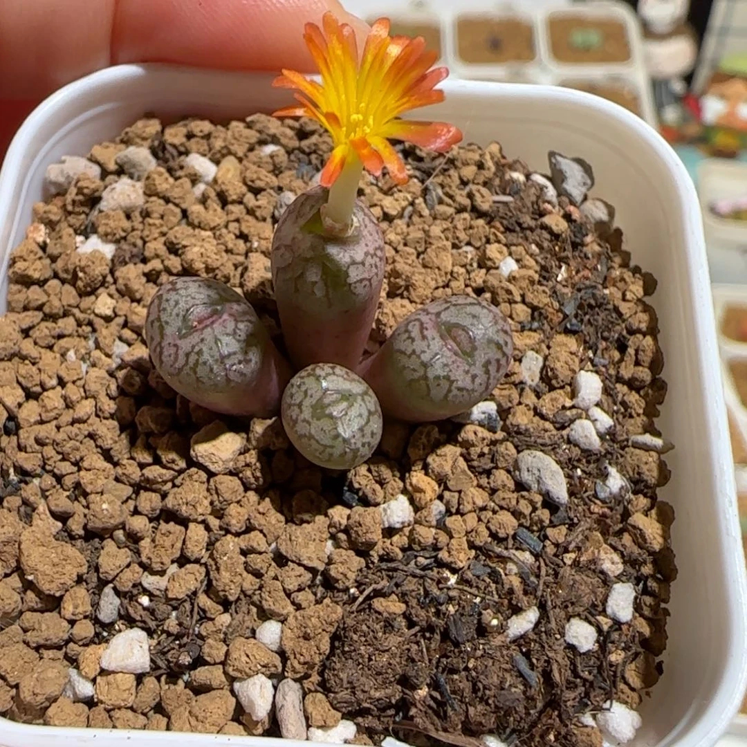 肉锥多肉植物组合-杂交145