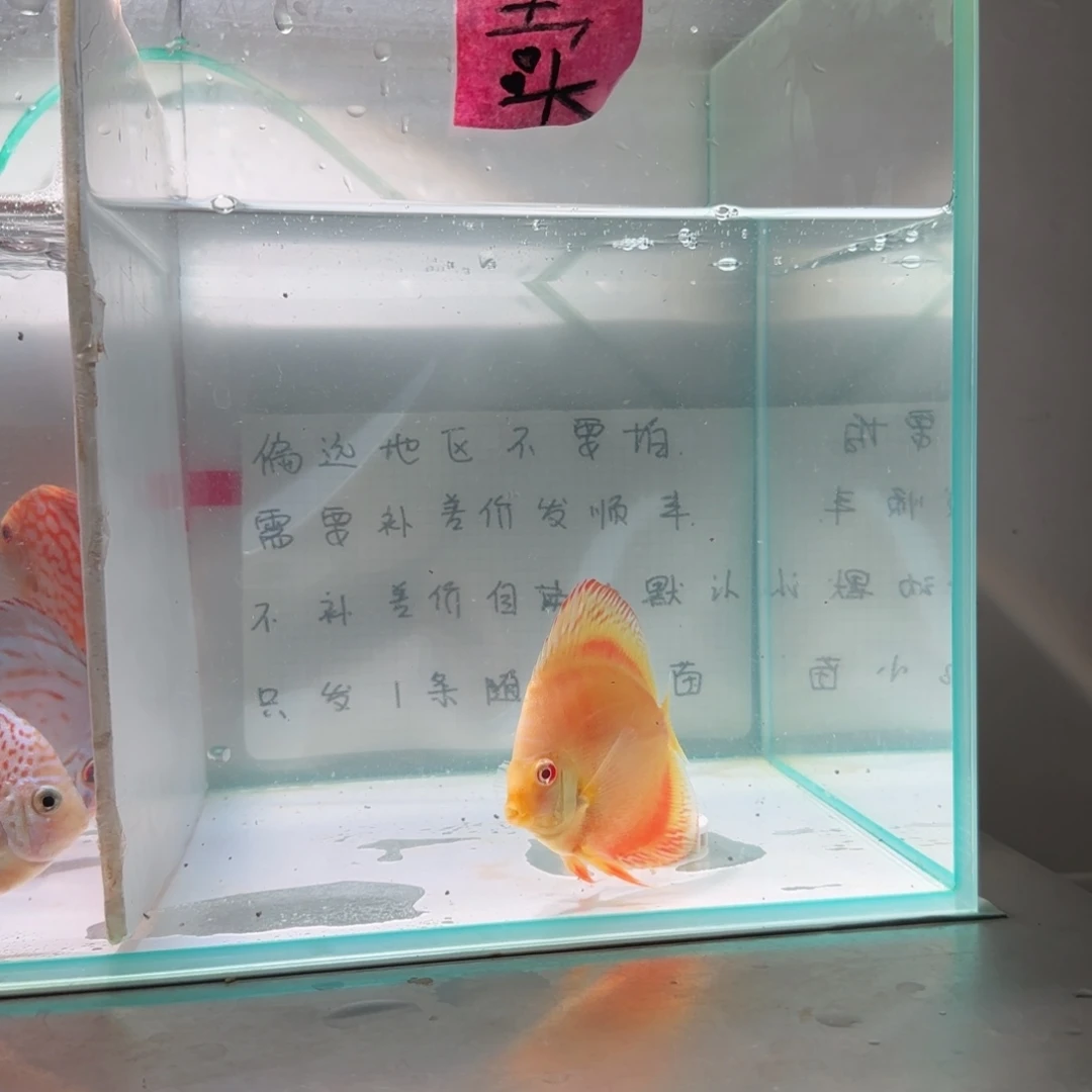 七彩神仙鱼肉身8偏远地区不拍