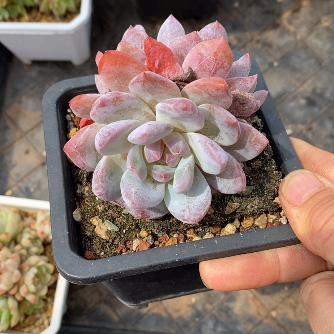 精品多肉一物一拍不包整18