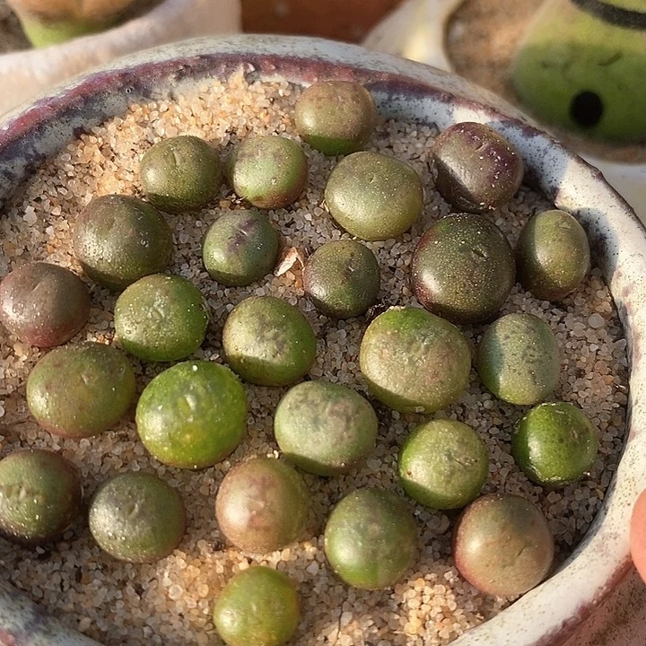 16510吕氏超级厚皮一颗