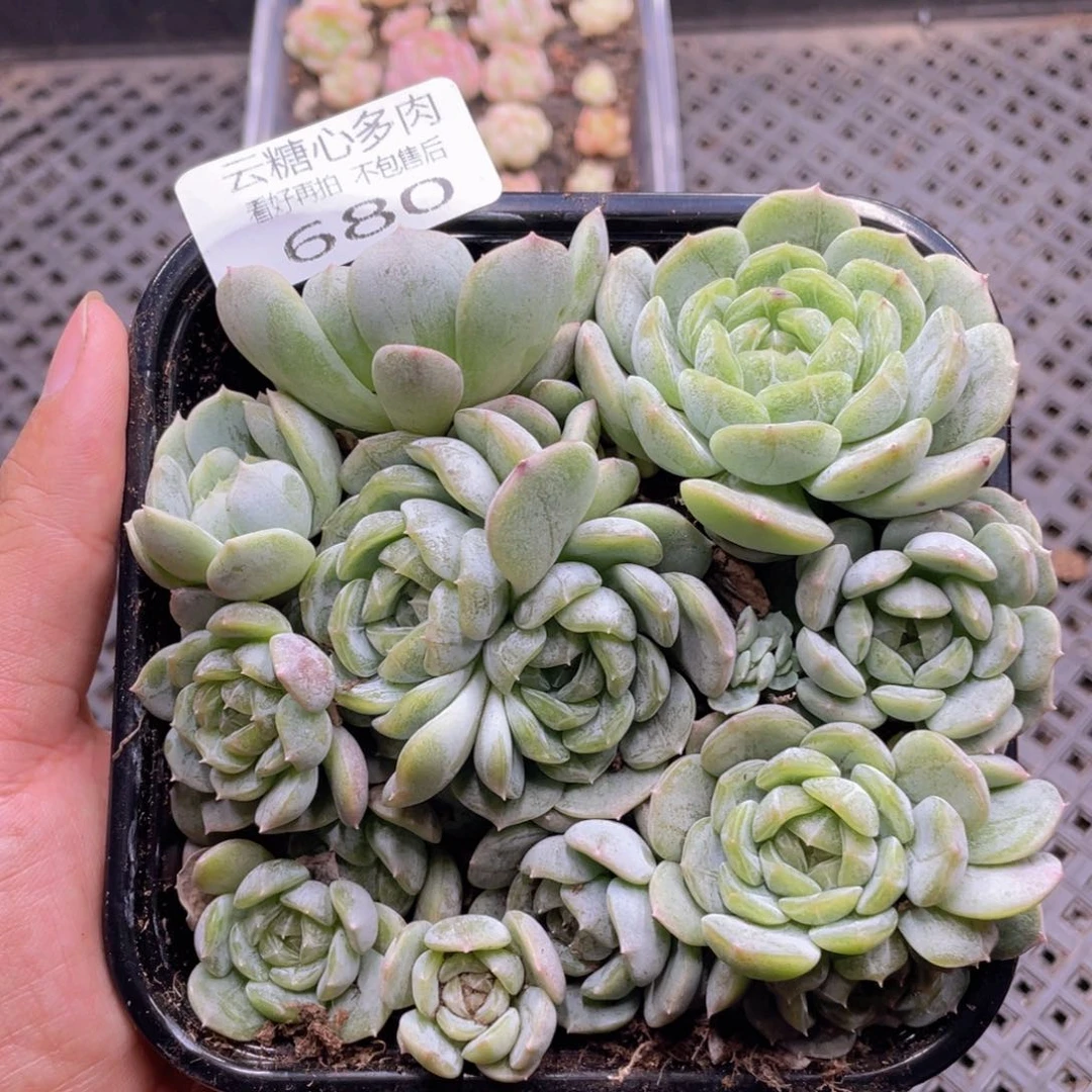 云糖心多肉植物680