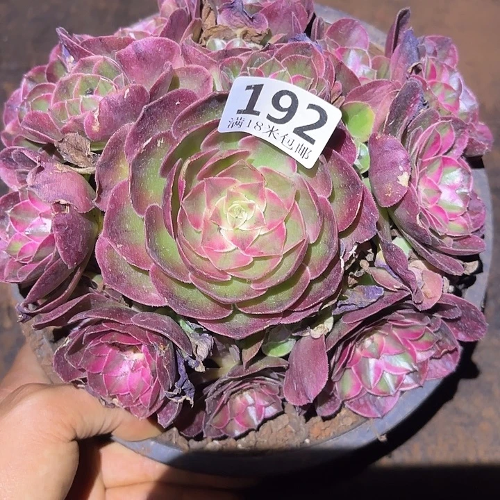192荔枝捧花掌心多肉法师锦