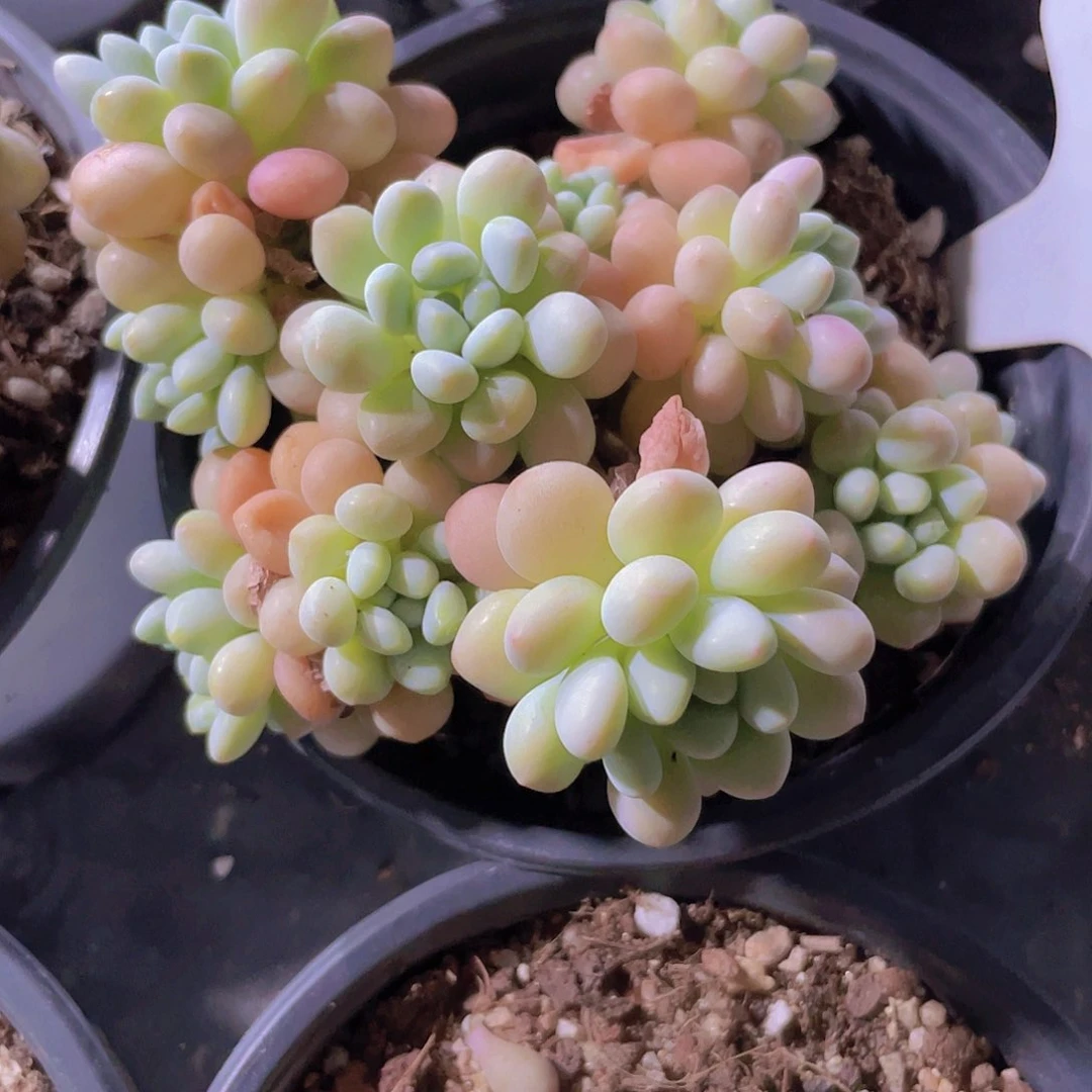 洛可可e019一物一拍