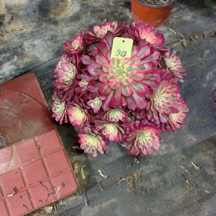 44红铜白多肉一物一拍