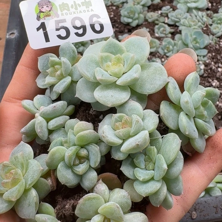 无花朵多肉植物多肉植物