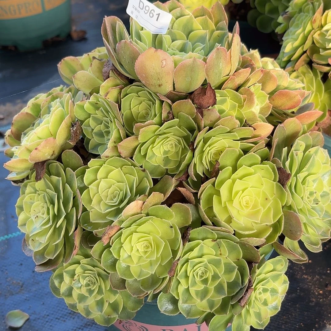 961雨河多肉植物发货