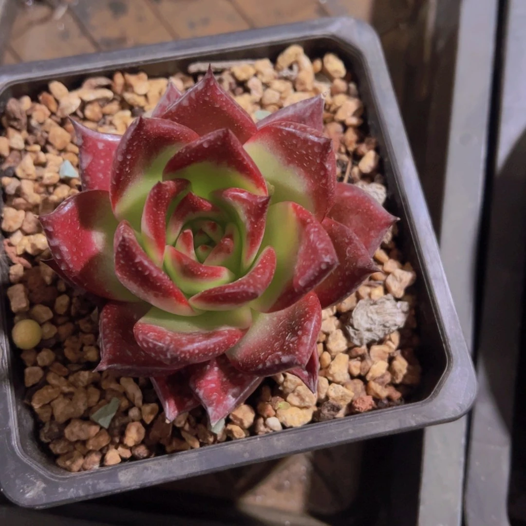 潇*妹罗宾，多肉植物