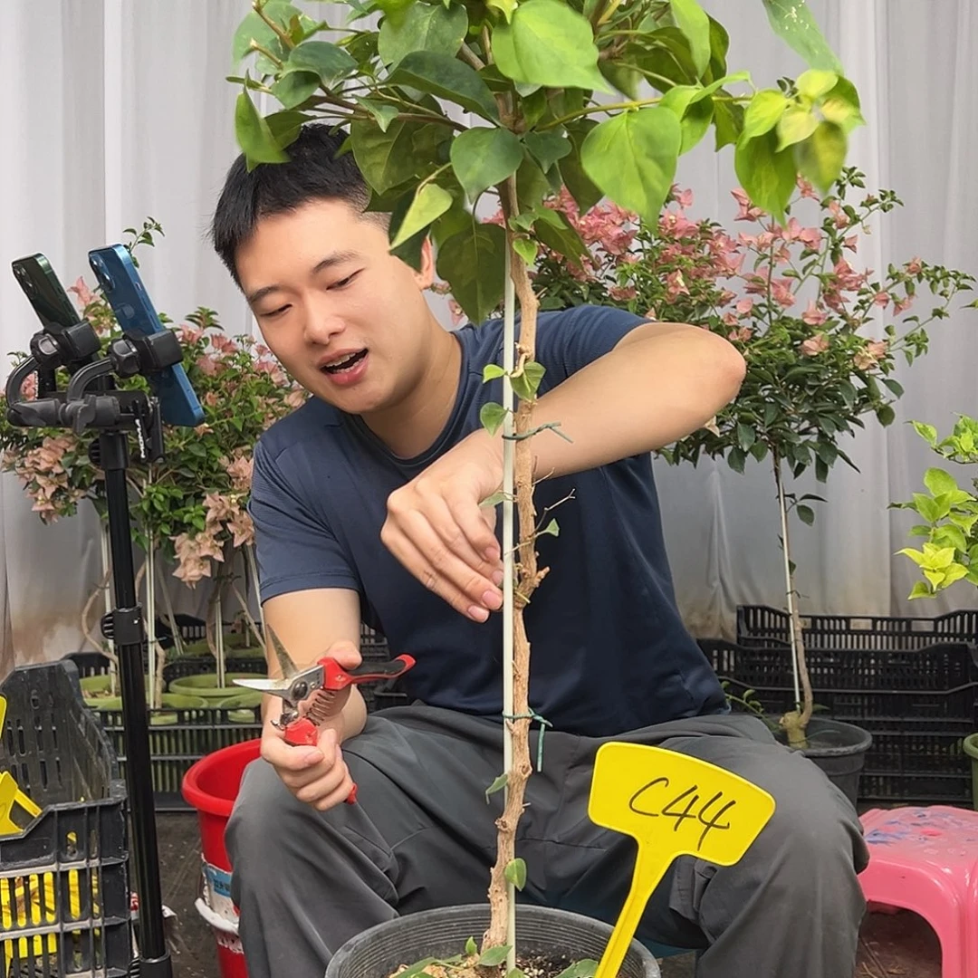 借***球当前无花栽培后可以开花C44日落