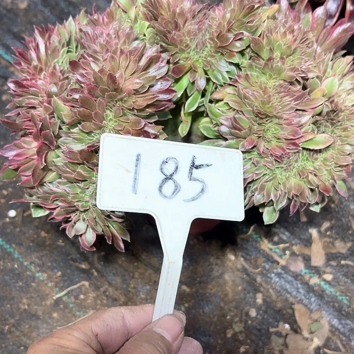 多肉植物女神缀花