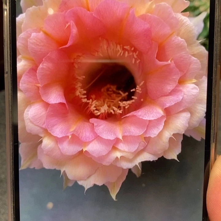 香香40号侧芽1.5公分左右