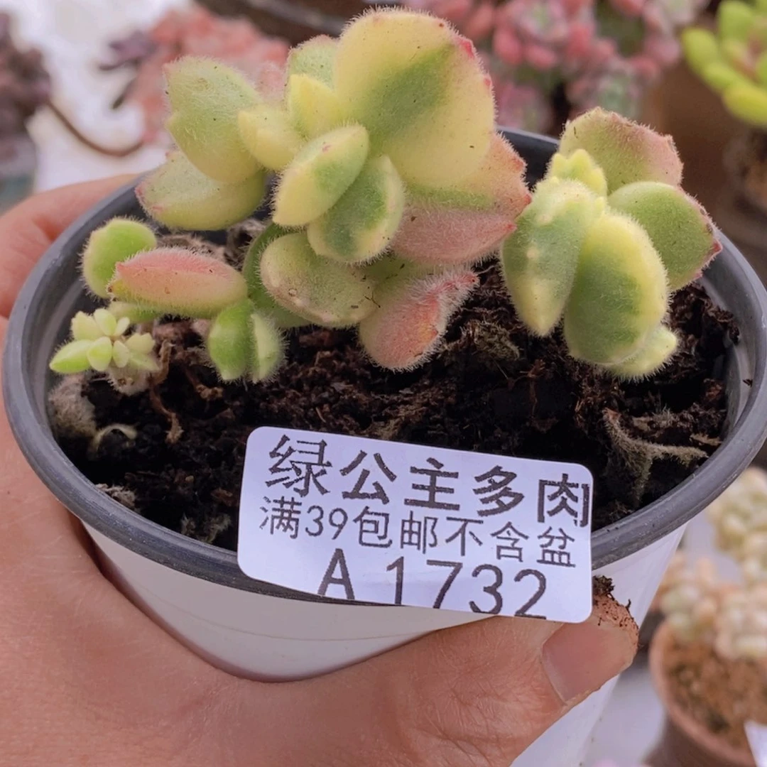 彩熊老桩特价1732多肉酱