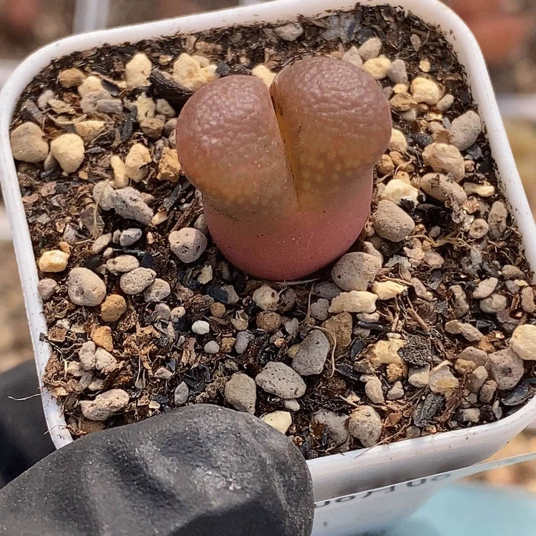 ？****了桃喜花园0606-64风铃