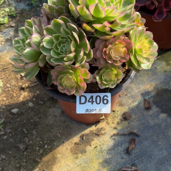 瑞妈多肉园艺406海王，