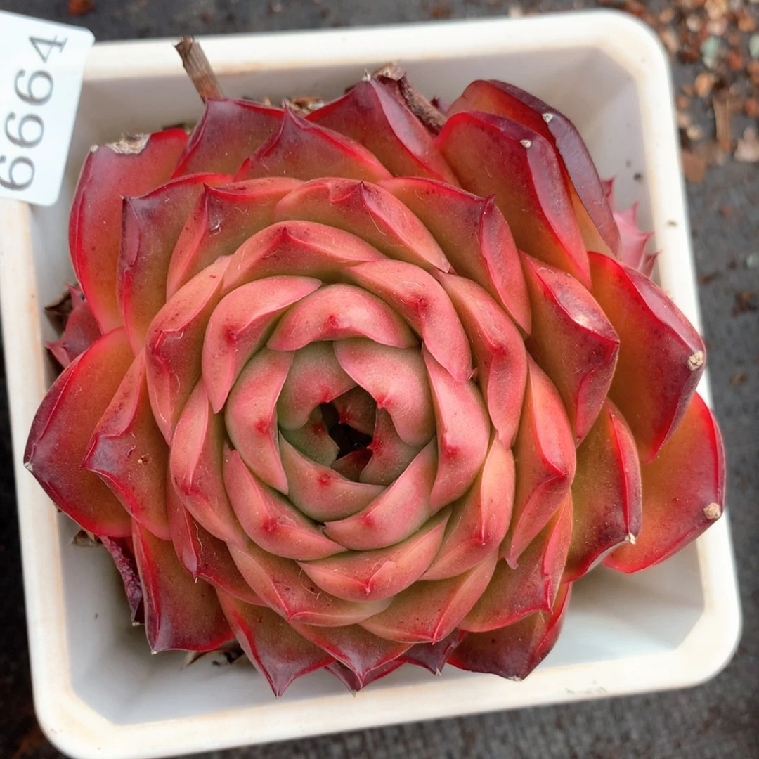 6664杂交多肉植物