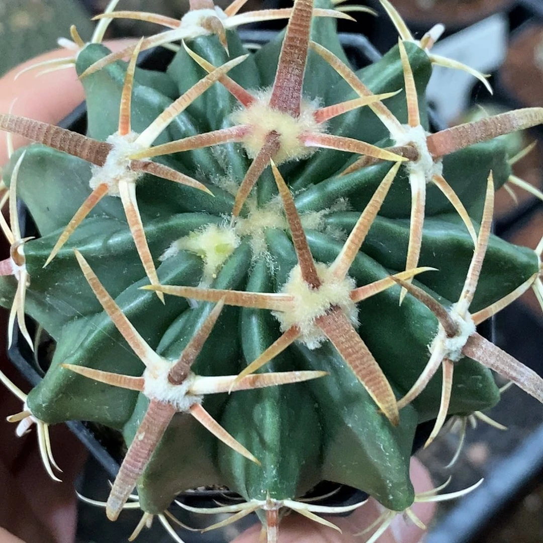 孤品实生特选株顶级宽粗刺基因王凌波7cm+