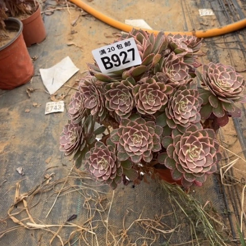 927海仙不包断枝