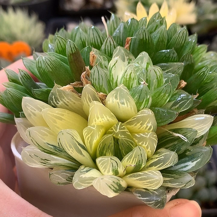 花火玉露锦带盆土发货tonz