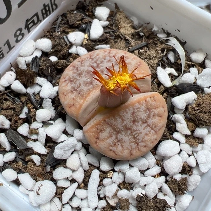 【闪购商品】 801。