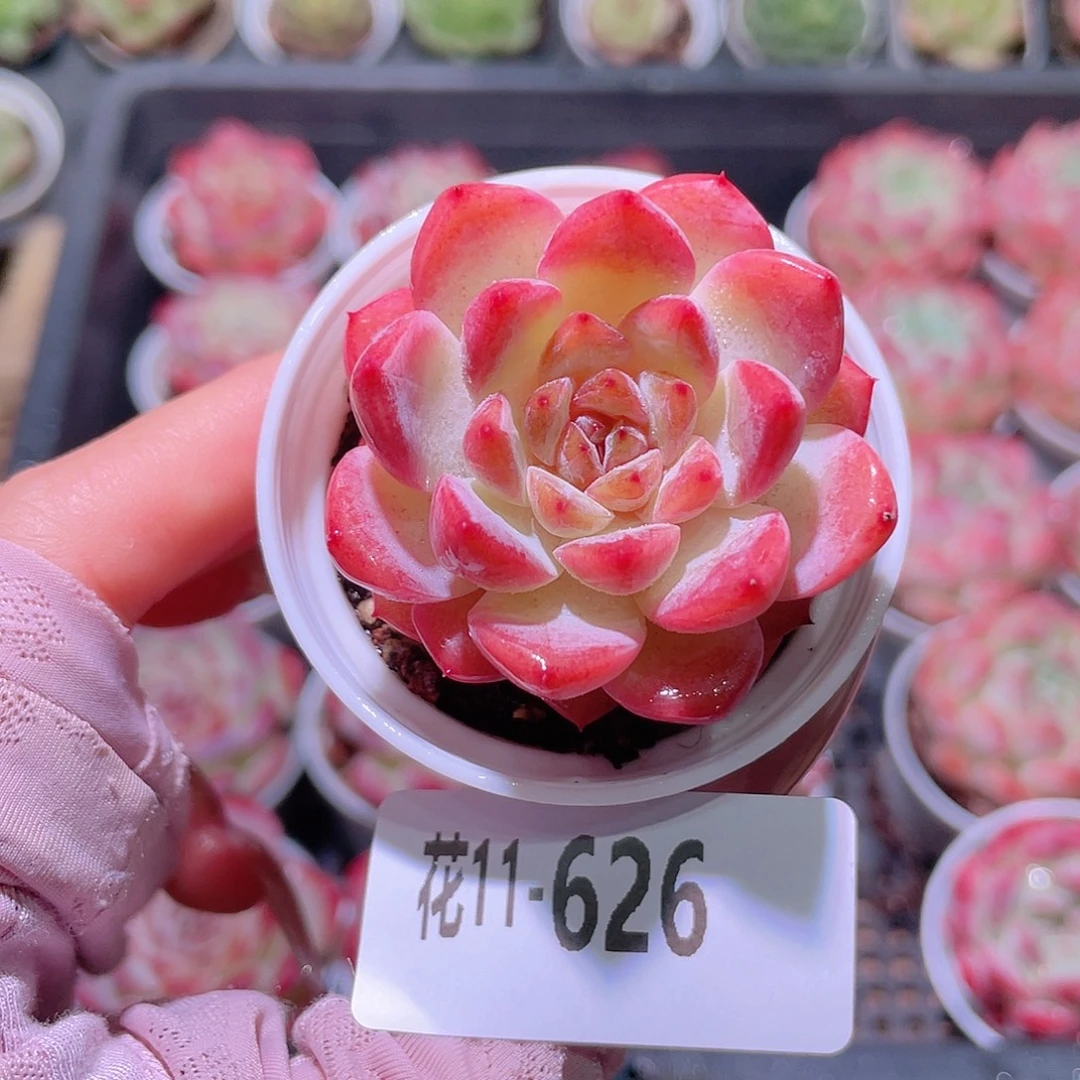 花利美11-626果汁