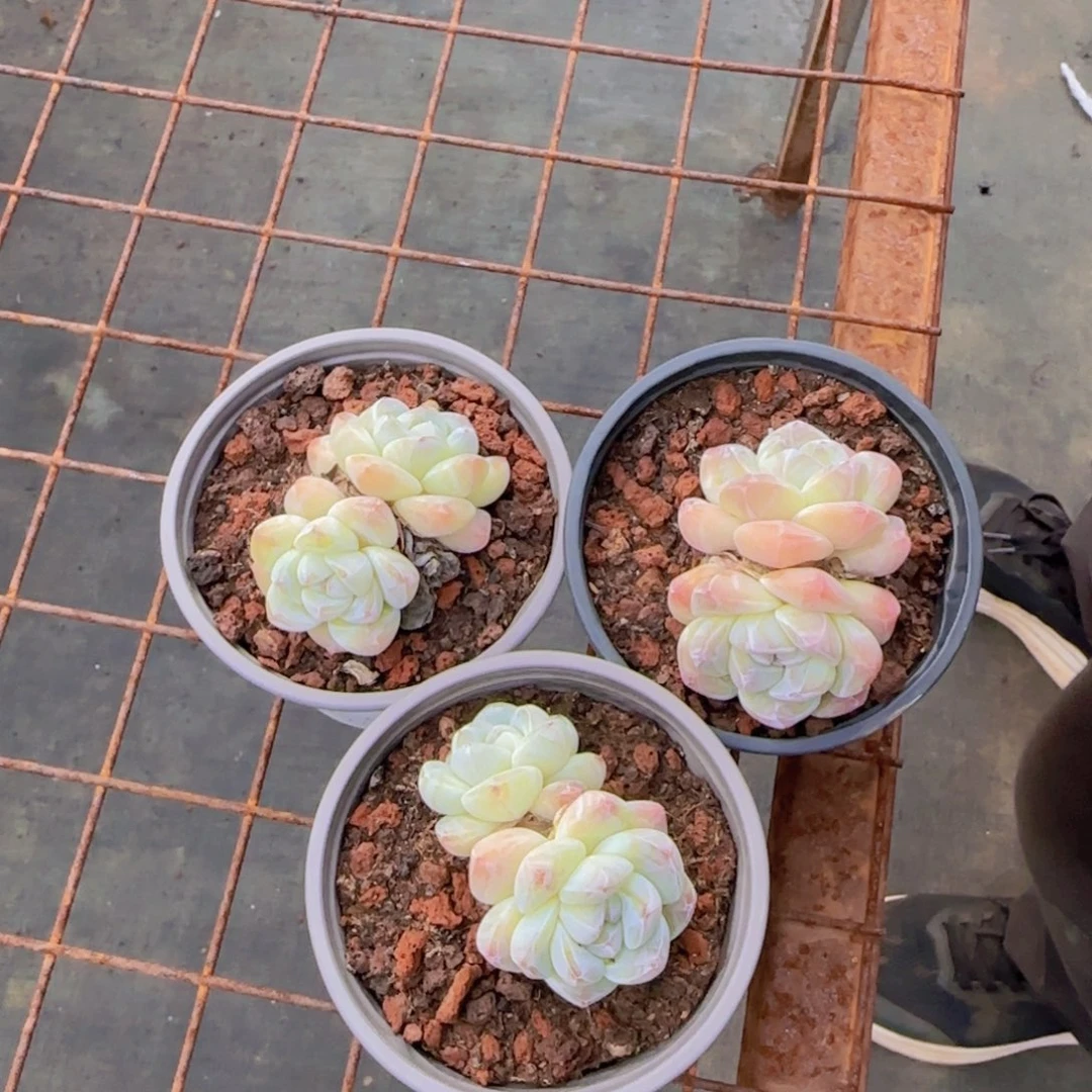 撲***滿冰玉双头3颗一物一拍