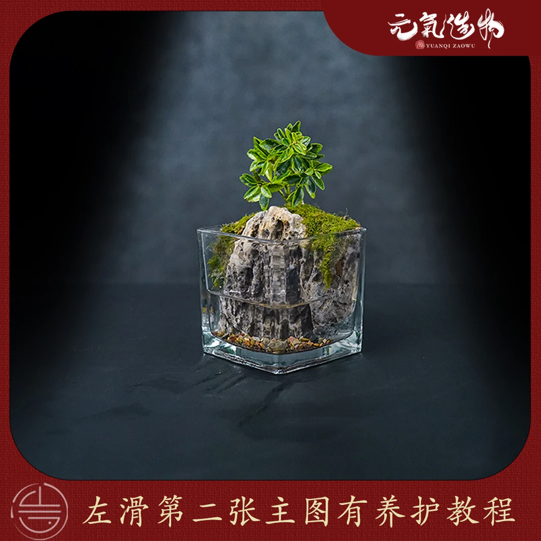 【山水】金边黄杨—黄杨绿植造景成品真植物【尺寸：8*8】