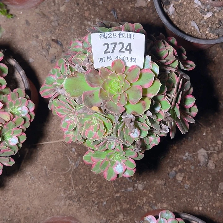 花***爷2724安娜多肉植物保护