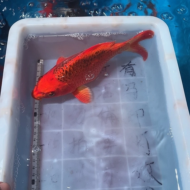 蝴蝶鲤鱼渔场直发46