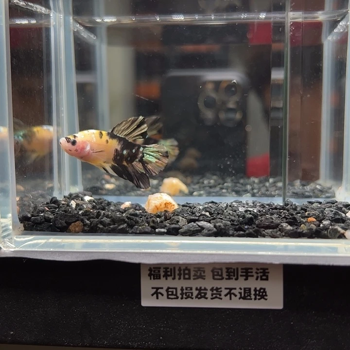 斗鱼竞拍跑单拉黑23日18