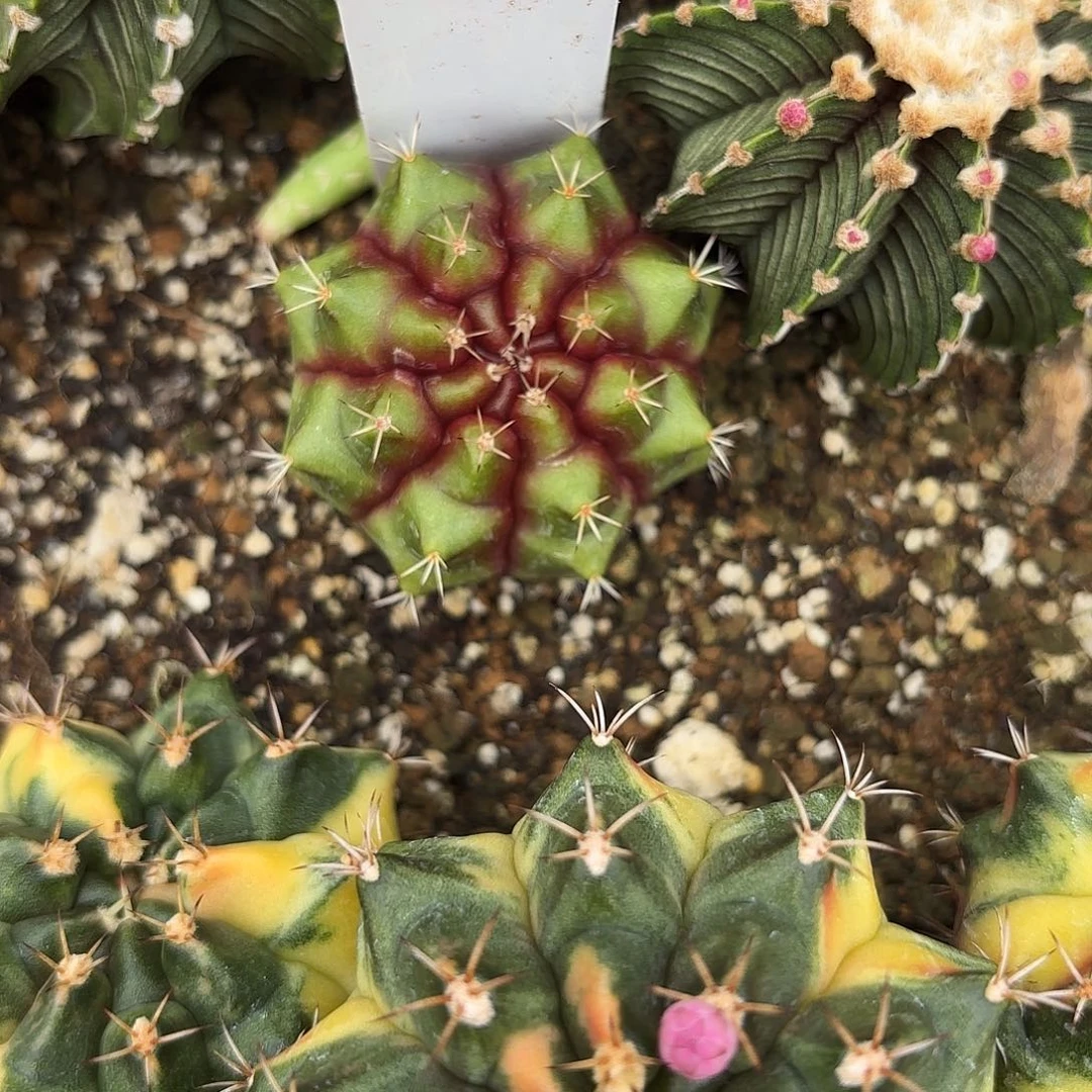 1-0708泰国发货多肉