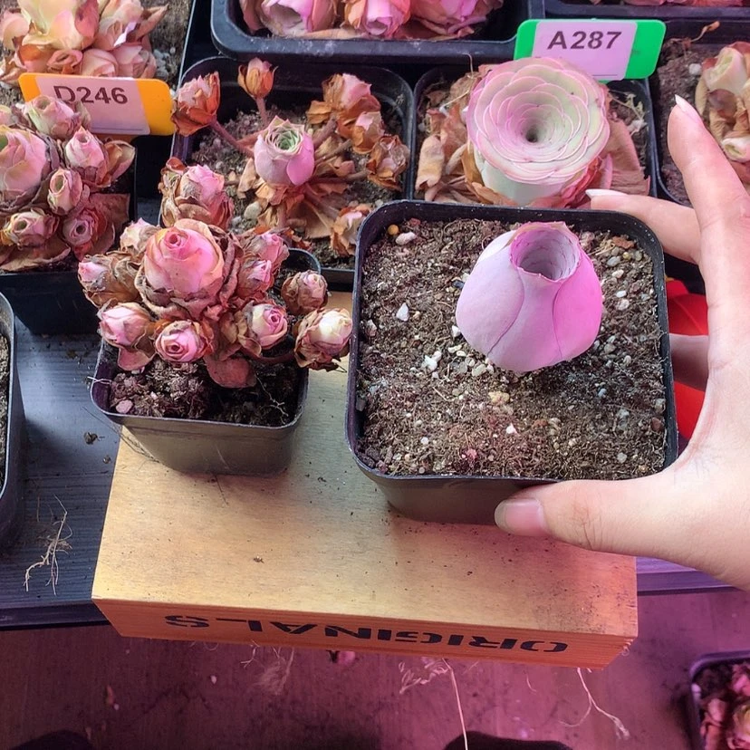 【闪购商品】花**乐两颗383