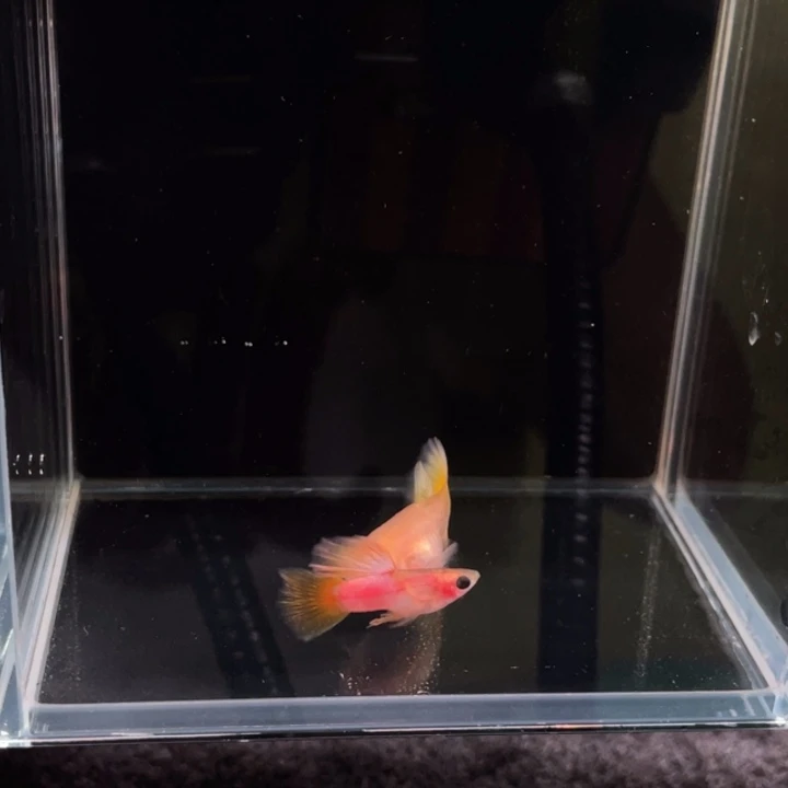海水鱼份猫幻彩一公一母