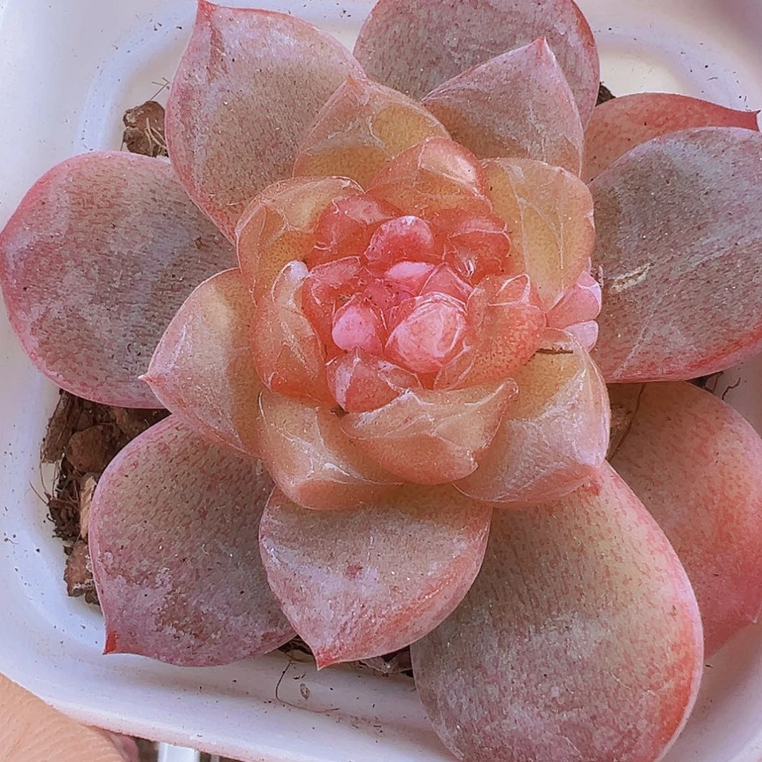 云岚19包邮多肉植物