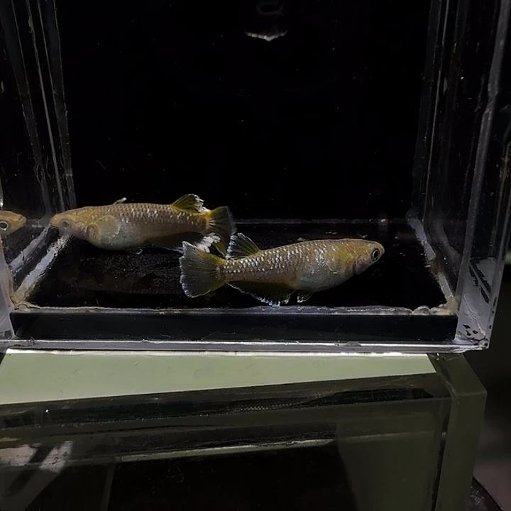 青鳉鱼一物一拍604