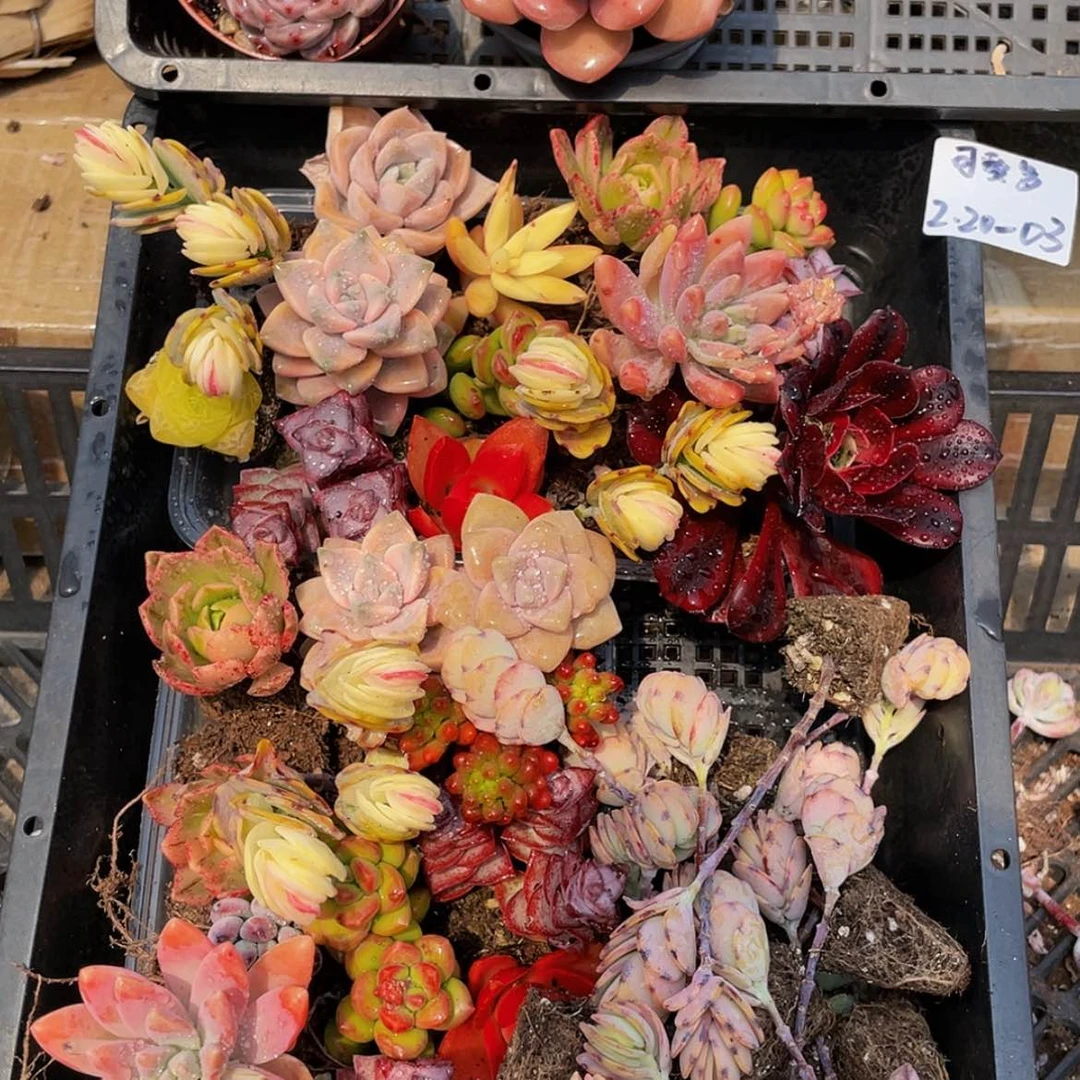 【闪购商品】可爱多03组合开播福利