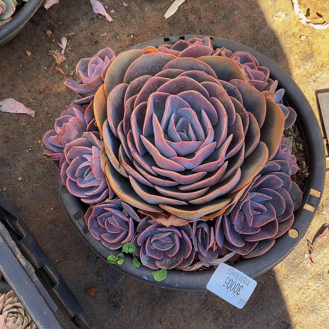 娜***姐    尘埃玫瑰多肉30005