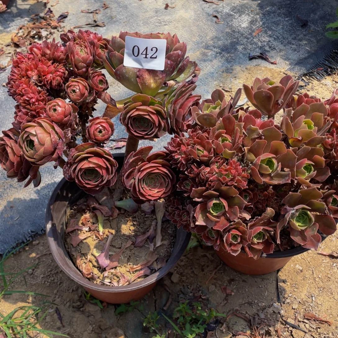 042号俩颗法师朵朵微瑕