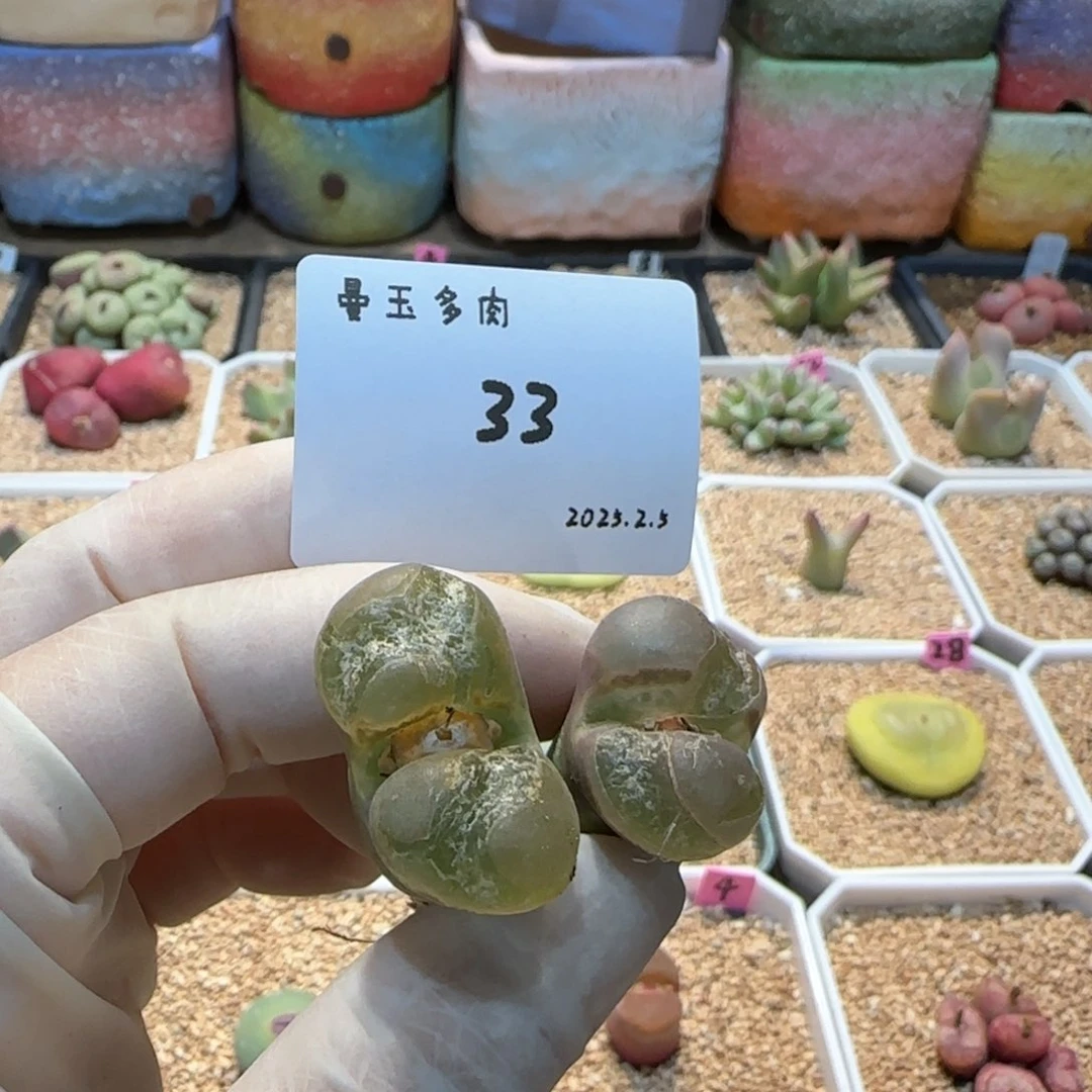 毛**?多肉多肉多肉2.5-033