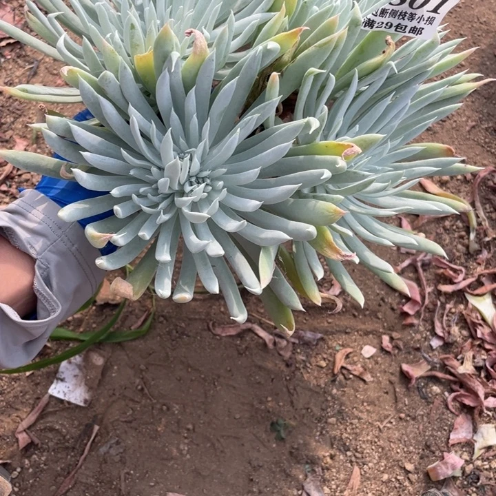 801号奴婢吉娜多肉