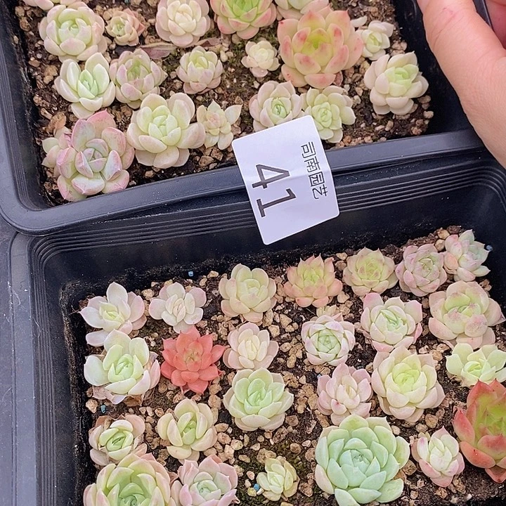 41 多肉植物盆栽花卉植物