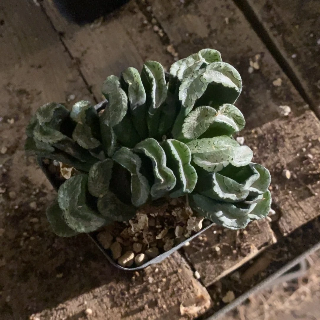 谭***高266 一颗三头玄武玉扇 超级福利