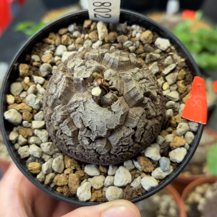 1802龟甲龙不退不换