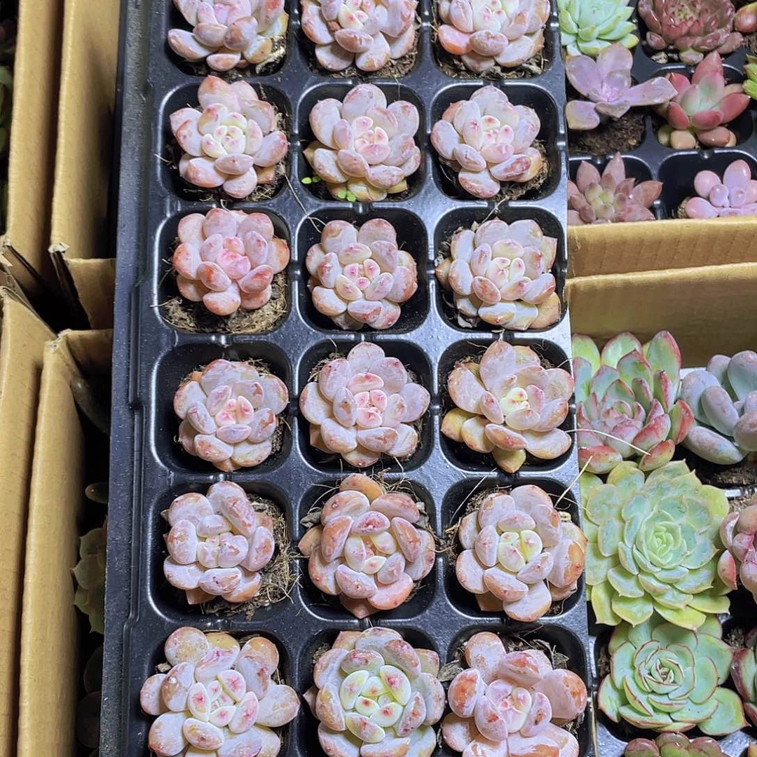 18颗星影橙约3厘米