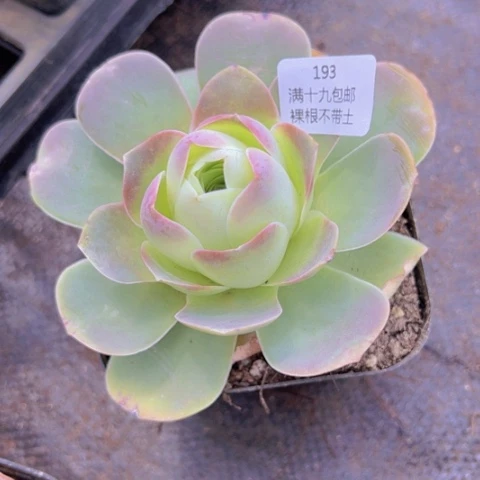 193 裸根不带土发货