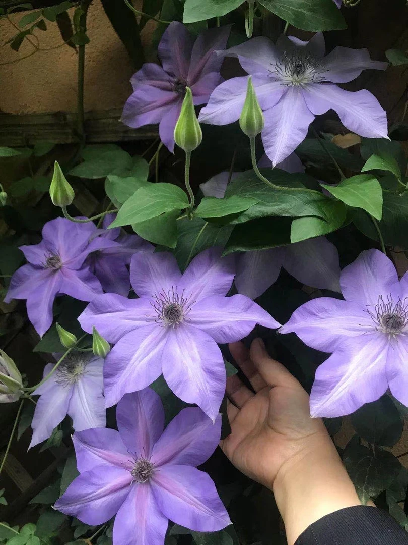 蔚蓝园艺铁线莲F系（市长）带土庭院阳台花卉藤本攀援植物季节
