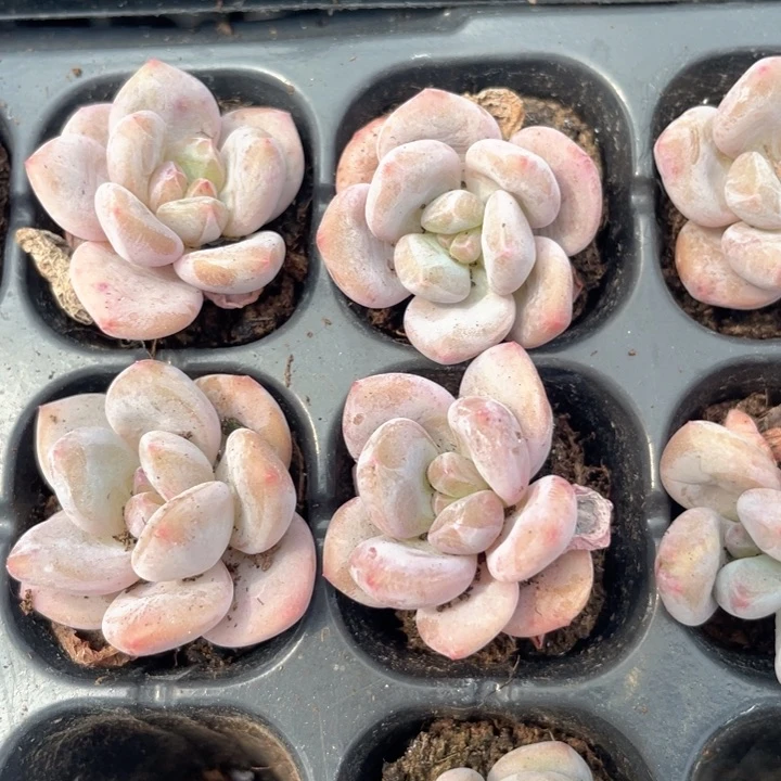 紫奶豆发5颗满18包邮