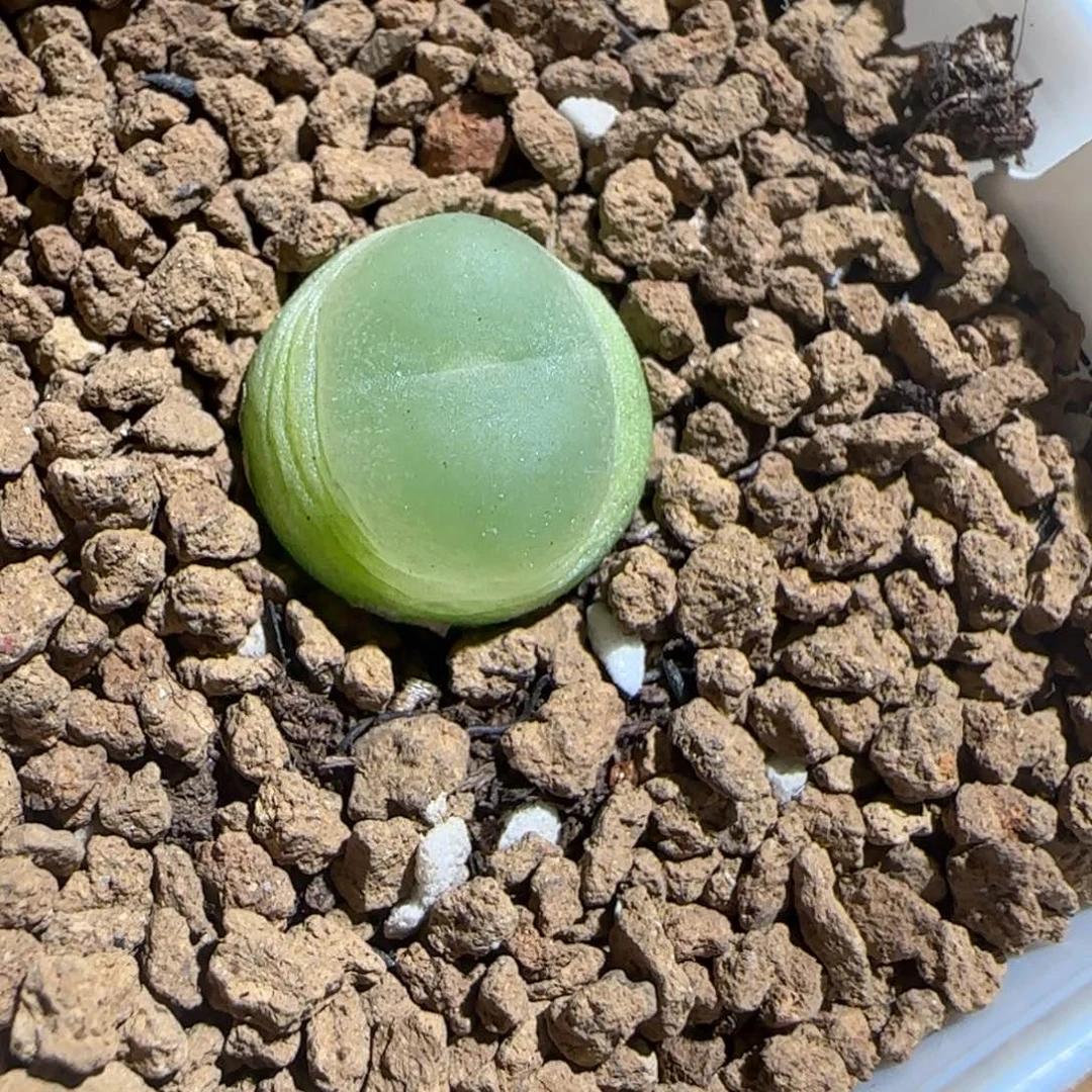 肉锥多肉植物组合-日式拉登1267