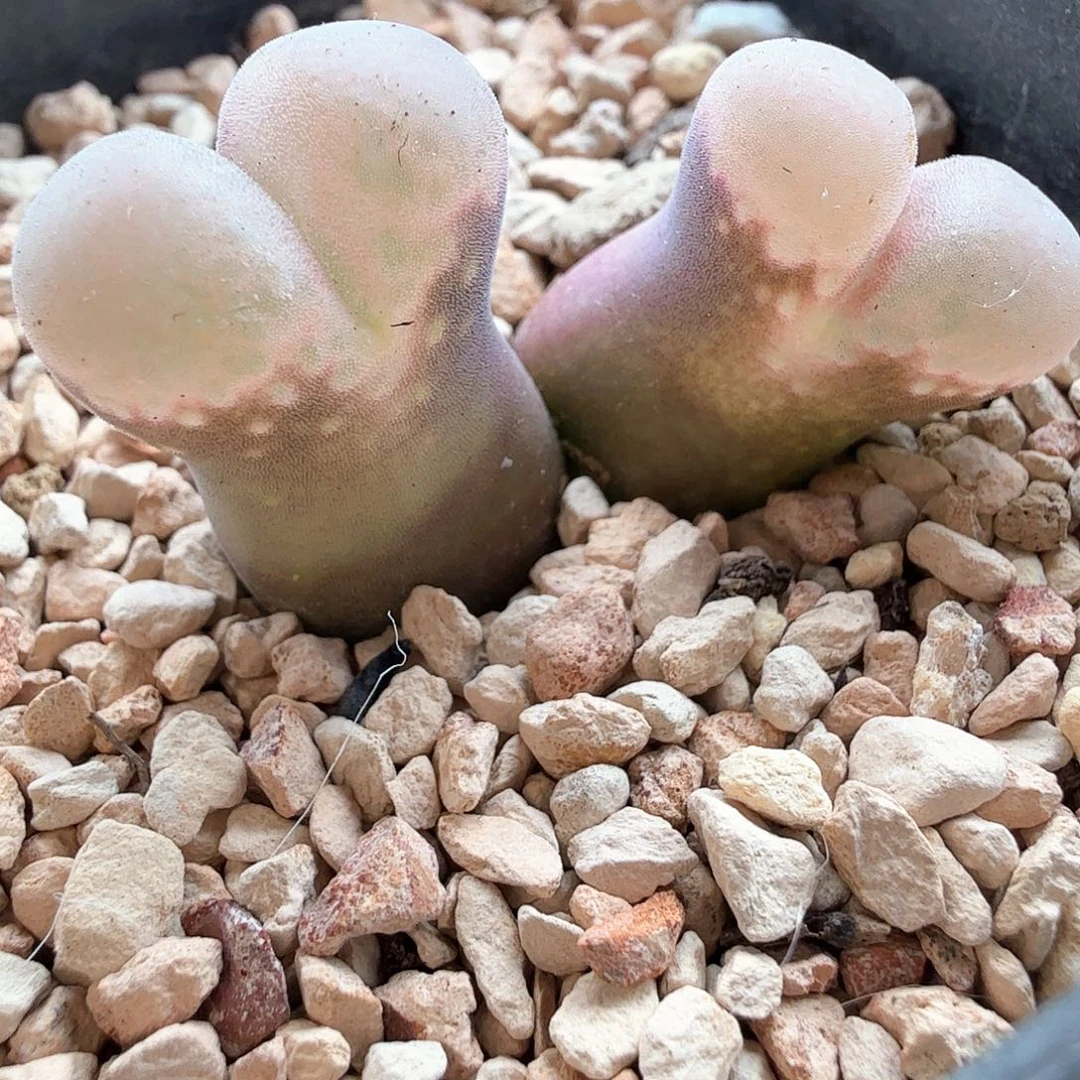 脚****a2.1.121/pv1089鲑鱼粉/多肉植物