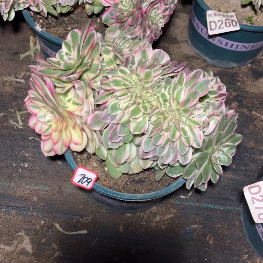 悠*709多肉植物荔枝缀化