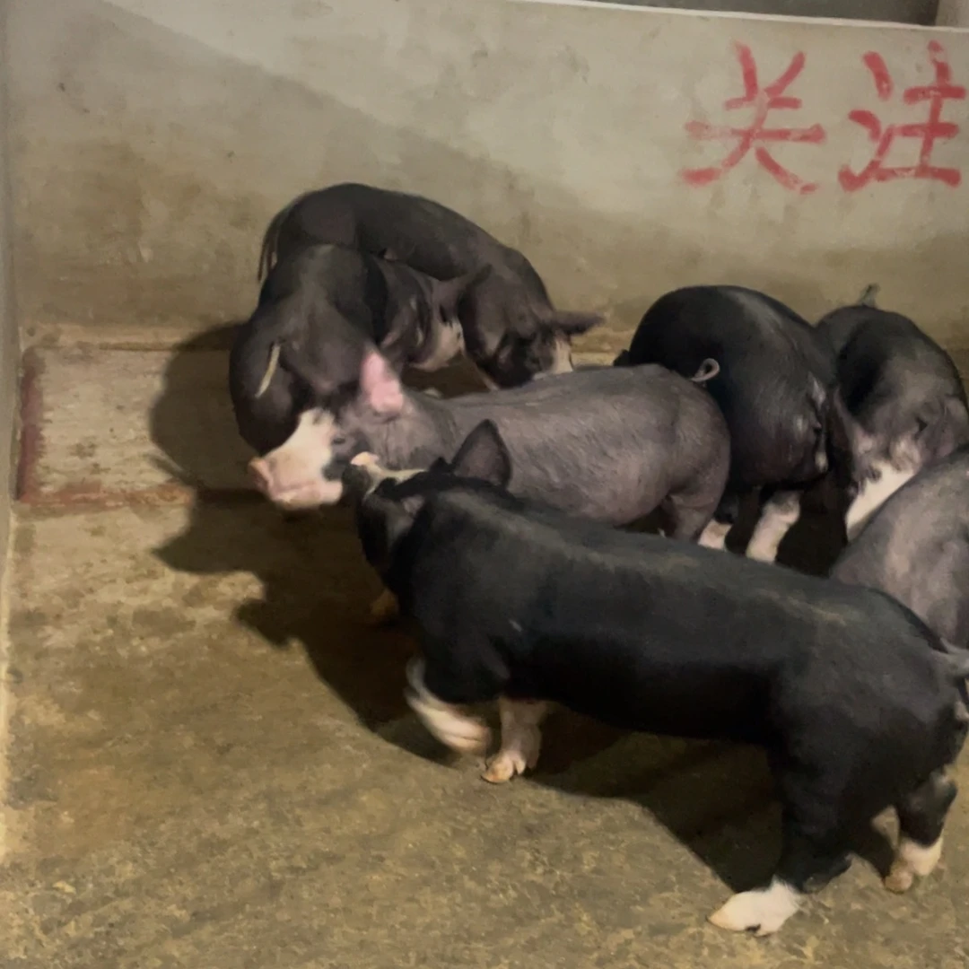 巴克夏巴克夏巴克夏