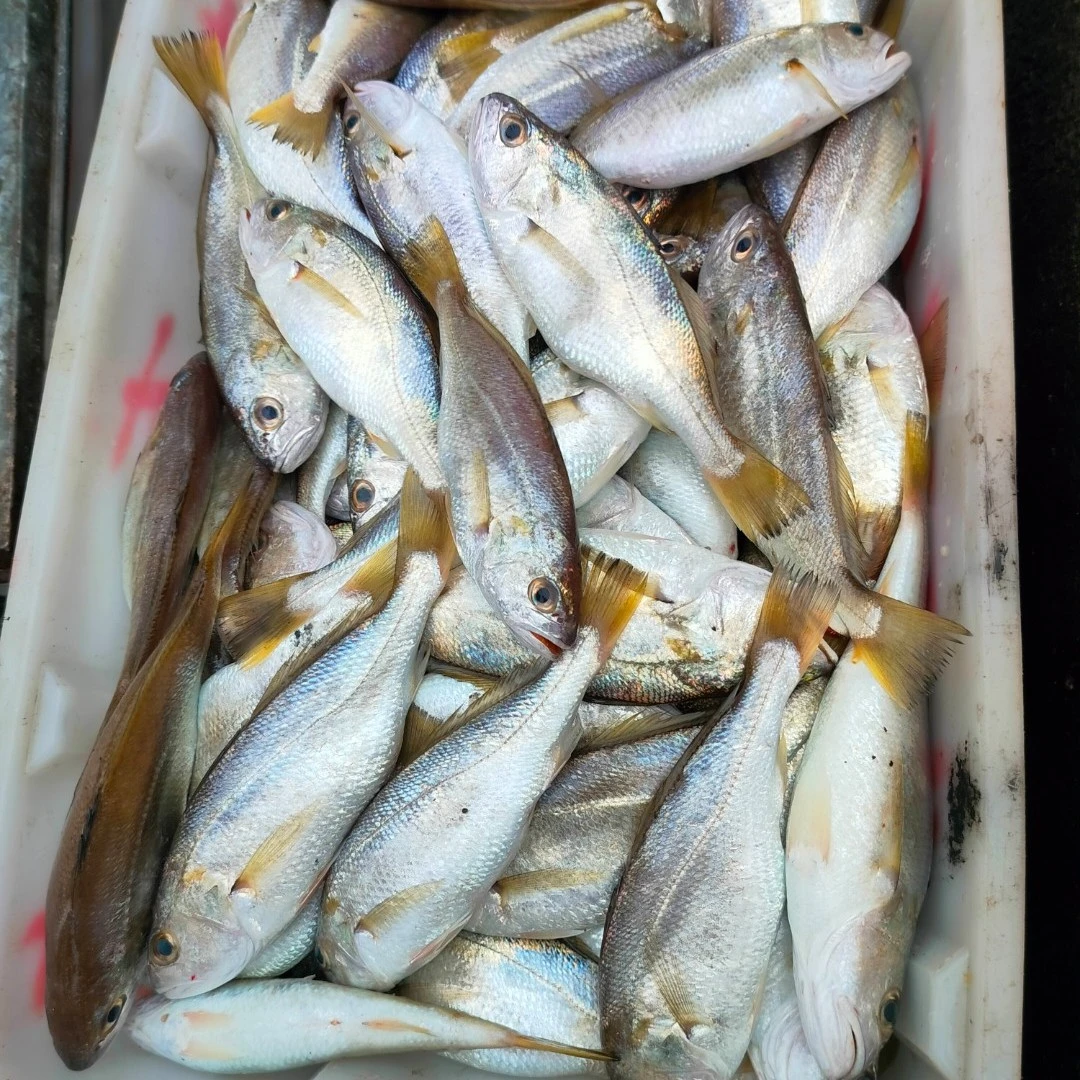 博贺渔港海杂鱼3斤两种及其以上